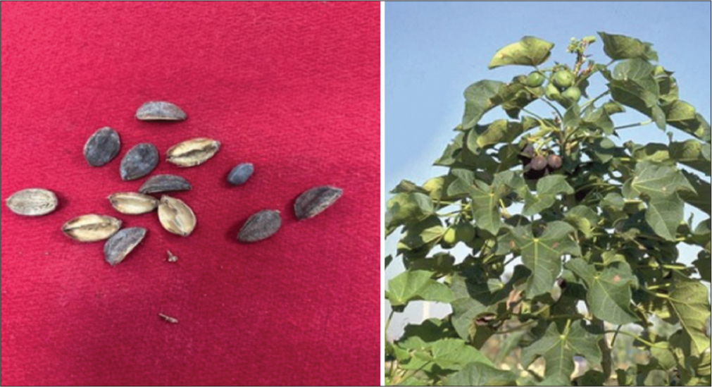 The seeds and plant of Jatropha curcas.