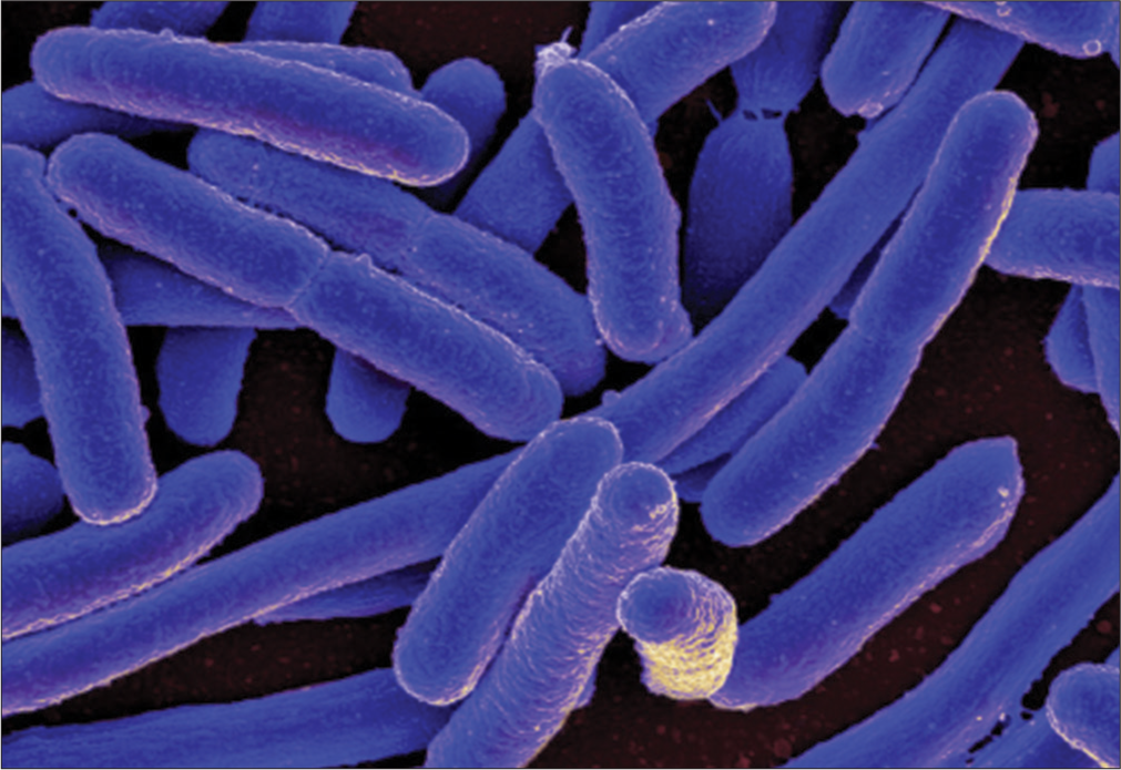 Escherichia coli (Source: Kotloff et al., 2013).[59]